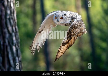 Aigle de Sibérie (Owl Bubo bubo sibiricus) battant, Allemagne Banque D'Images