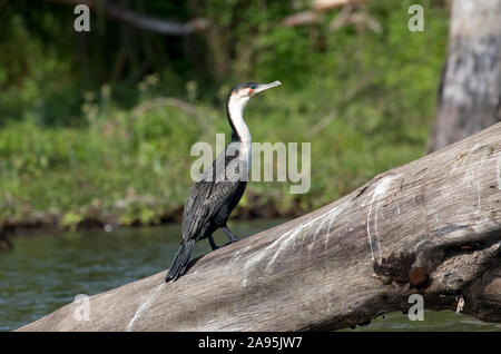 Ou grand cormoran à poitrine blanche, Phalacrocorax carbo lucidus perché sur la branche d'arbre mort, le lac Naivasha, Kenya Banque D'Images