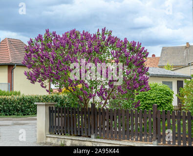 Edel-Flieder (Syringa vulgaris 'Andenken un Ludwig Späth') Banque D'Images