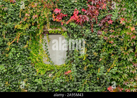 Mur d'une maison et la vitre complètement envahis par la vigne sauvage et de lierre en automne. Vu en Allemagne, la Bavière en octobre. Banque D'Images