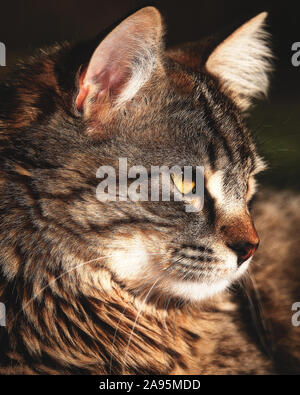 Portrait de chat Banque D'Images