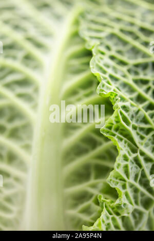 Close up de feuilles de chou Banque D'Images
