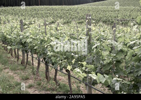 Vignoble chianti toscane italie Banque D'Images