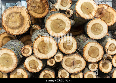 La texture des arbres abattus. texture de l'arbre joint torique close up Banque D'Images