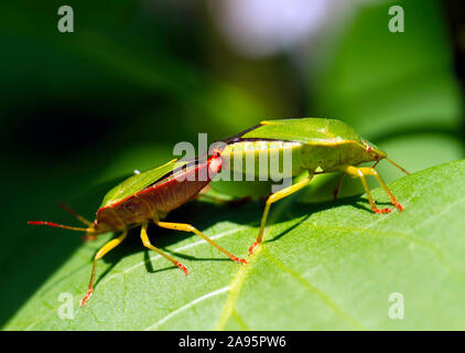 Heteroptera Bugs Stinky vert sur une feuille d'accouplement au printemps Banque D'Images