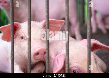 Cute piglet en ferme. Triste et sain petit cochon. L'élevage du bétail. L'industrie de la viande. Marché de la viande animale. La peste porcine africaine et concept de la grippe porcine. Swine Banque D'Images