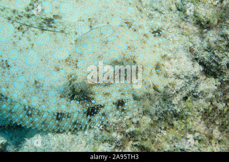 Peacock flet Poisson (Bothus lunatus) camouflé sur fond de sable de la mer des Caraïbes Banque D'Images