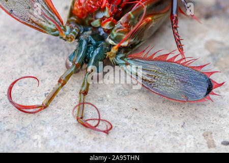 Vue rapprochée de la tête et antennes de coquillages de mer aux couleurs vives. Odontodactylus scyllarus avec de magnifiques corps de couleur. Crevettes mantis Peacock. Banque D'Images