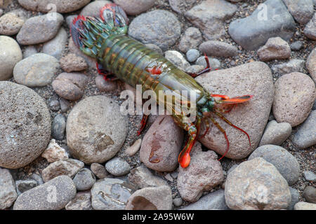 Crevettes Mantis Peacock sur une des pierres de lave noire et de sable dans l'ile de Bali. Un Odontodactylus scyllarus de couleur vive, connu sous le nom de crevette mantis Peacock. Banque D'Images