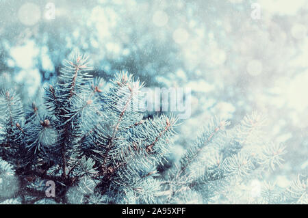 Arrière-plan de neige d'hiver avec des branches de sapins. Blue pine tree branches sous la neige d'hiver, gros plan de la forêt d'hiver avec la nature de l'espace libre pour Banque D'Images