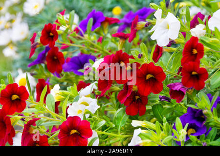 Divers Pétunia fleurs de jardin close up Banque D'Images