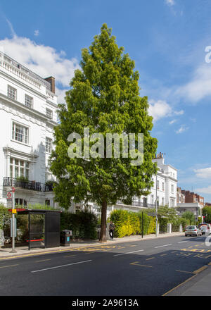 Dawn (Metasequoia glyptostroboides) rue arbre, Kensington, Londres Banque D'Images