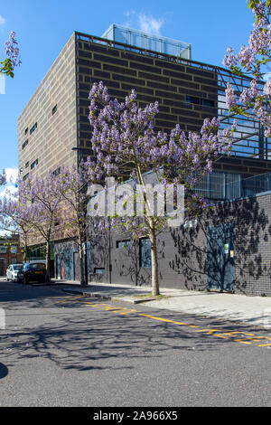 Floraison bleue ou une princesse de la digitale (arbres Paulownia tomentosa) les arbres de rue, Deptford, Londres SE8 Banque D'Images