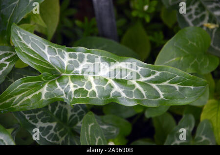 Arum italicum 'Italien' lily (Marmoratum/Pictum) feuilles blanc veiné de plus en plus une frontière à RHS Garden Harlow Carr, Harrogate, Yorkshire. L'Angleterre. Banque D'Images