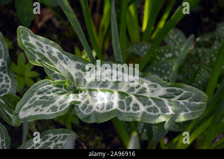 Arum italicum 'Italien' lily (Marmoratum/Pictum) feuilles blanc veiné de plus en plus une frontière à RHS Garden Harlow Carr, Harrogate, Yorkshire. L'Angleterre. Banque D'Images