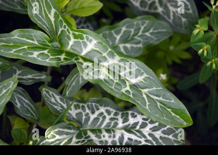 Arum italicum 'Italien' lily (Marmoratum/Pictum) feuilles blanc veiné de plus en plus une frontière à RHS Garden Harlow Carr, Harrogate, Yorkshire. L'Angleterre. Banque D'Images