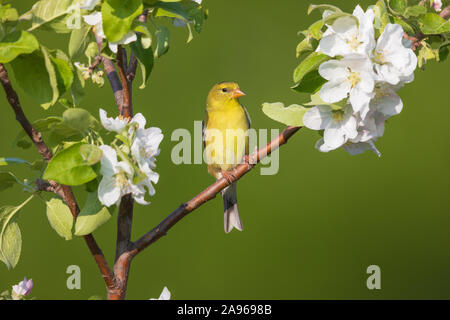 Chardonneret jaune femelle perchée dans un pommier. Banque D'Images