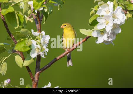 Chardonneret jaune femelle perchée dans un pommier. Banque D'Images