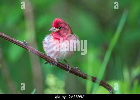 Roselin pourpré mâle dans le nord du Wisconsin. Banque D'Images
