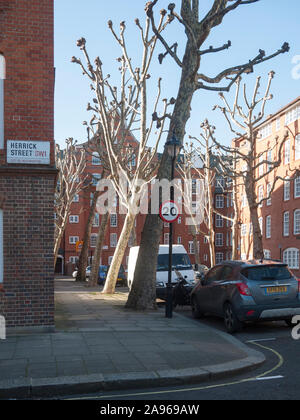 Avenue de Londres étêtés platanes (Platanus x hispanica) en hiver, Millbank Estate, Pimlico, Londres SW1 Banque D'Images