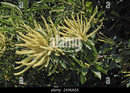 Inflorescences ou châtaignier, chatons en plein épanouissement Banque D'Images