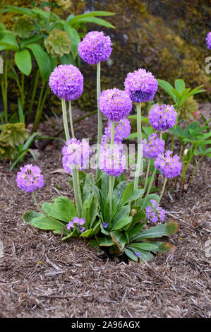 Primula 'Primrose rumstick denticulé' Fleurs dans une frontière à RHS Garden Harlow Carr, Harrogate, Yorkshire. Angleterre, Royaume-Uni Banque D'Images