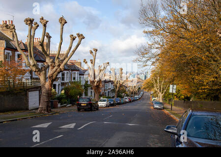 Avenue des platanes nouvellement Londres étêtés (Platanus x hispanica), New Cross, London SE14 Banque D'Images