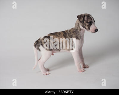 Beau chiot Whippet avec 36 jours d'âge tabby et blanc Banque D'Images