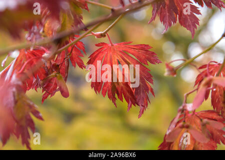 Japanischer Ahorn (Acer japonicum 'Aconitifolium') Banque D'Images