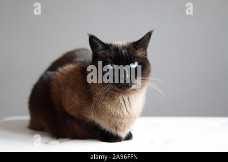 Ou siamois thai cat - animal félin de race se reposant à l'intérieur Banque D'Images