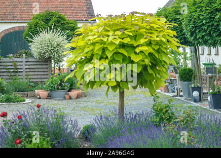 Trompetenbaum Gelber (Catalpa bignonioides 'Aurea') Banque D'Images