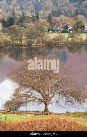 Arbre à feuillage pas dans le contexte d'un lac très toujours à Grasmere dans le Lake District National Park. Banque D'Images