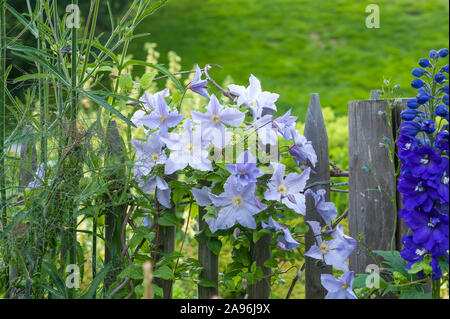 Waldrebe (Clematis 'Blekitny Aniol'), (Delphinium) Banque D'Images