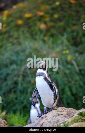 Portrait de pingouin libre dans la nature Banque D'Images