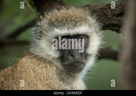 Close-up de singe tête et épaules Banque D'Images