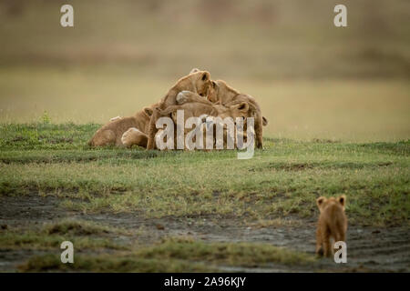 Approches Cub lying lionne couverts dans d'oursons Banque D'Images