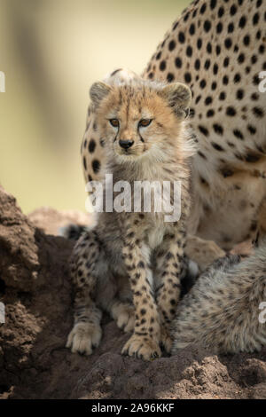 Cub est assis sur termitière par cheetah Banque D'Images