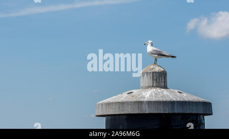 Mouette solitaire debout sur un pieux à un quai à Jamestown, Virginie Banque D'Images