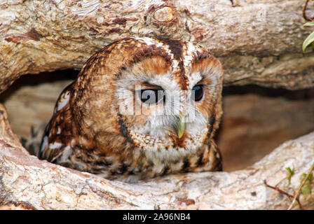 La Chouette hulotte trouve couramment dans les forêts à travers une grande partie de l'Eurasie Banque D'Images