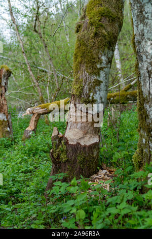 Close-up d'un grand tronc d'arbre écorce mâchée rongés par les castors dans la forêt en Allemagne pendant la période estivale. Banque D'Images