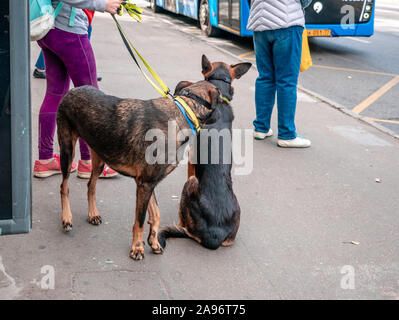 Moscou, Russie - le 14 septembre 2019 : Les gens sont à un arrêt de transport public. Les passagers en attente d'un bus sur une rue de la ville. Une femme avec deux chiens dans Banque D'Images