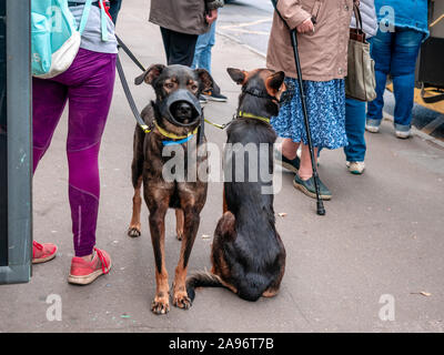 Moscou, Russie - le 14 septembre 2019 : Les gens sont à un arrêt de transport public. Les passagers en attente d'un bus sur une rue de la ville. Une femme avec deux chiens dans Banque D'Images