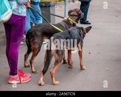 Moscou, Russie - le 14 septembre 2019 : Les gens sont à un arrêt de transport public. Les passagers en attente d'un bus sur une rue de la ville. Une femme avec deux chiens dans Banque D'Images