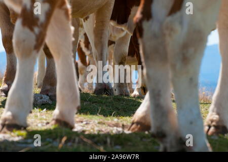 Close-up of cow sabots sur un pré Banque D'Images