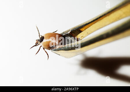 Gros plan du chien engorgées, Ixodes ricinus, tenu par une pince brucelle isolé sur blanc, side view Banque D'Images