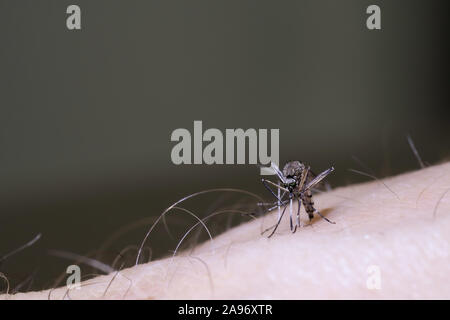 Macro de sucer le sang des moustiques à la surface de la peau humaine Banque D'Images