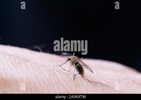 Macro de moustique femelle sur la surface de la peau humaine et fond noir. Virus, parasites et maladies infectieuses. Banque D'Images