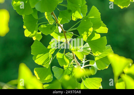 Mädchenhaarbaum (Ginkgo biloba) Banque D'Images