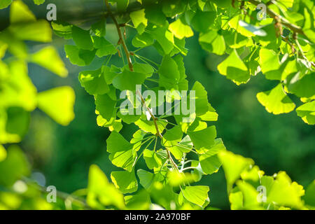 Mädchenhaarbaum (Ginkgo biloba) Banque D'Images