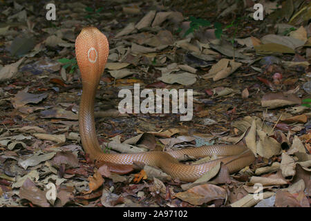 Monocled cobra, Naja, kouthia monocellate cobra, Banque D'Images